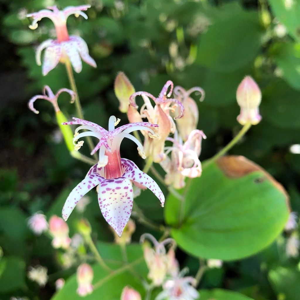 Tricyrtis macropoda