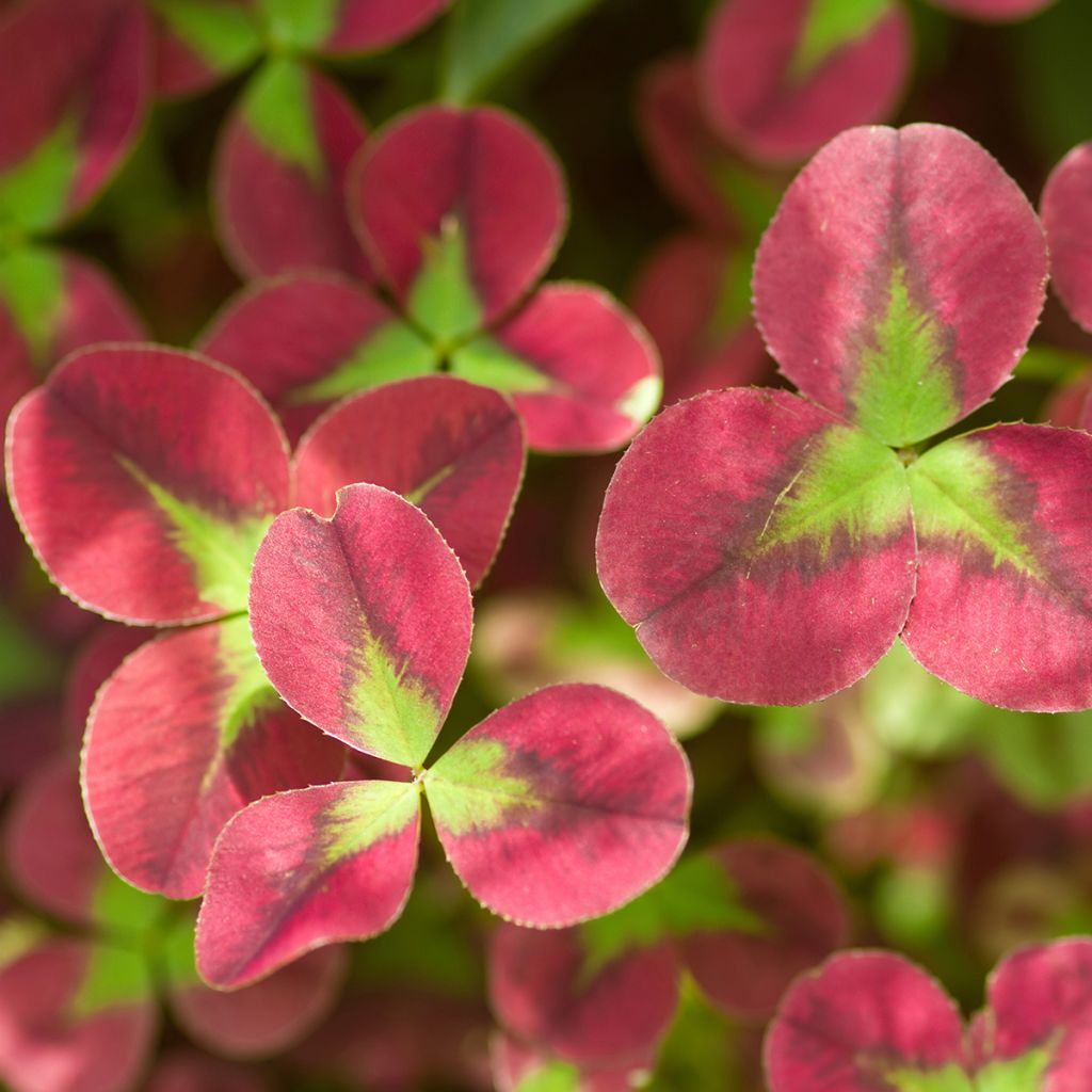 Trifolium repens Isabella - Trifoglio ladino