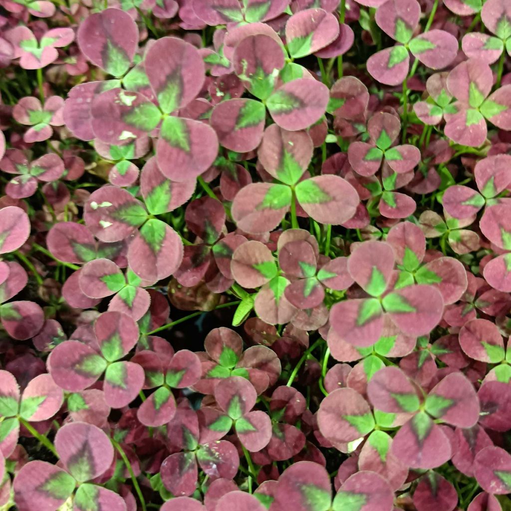 Trifolium repens Isabella - Trifoglio ladino