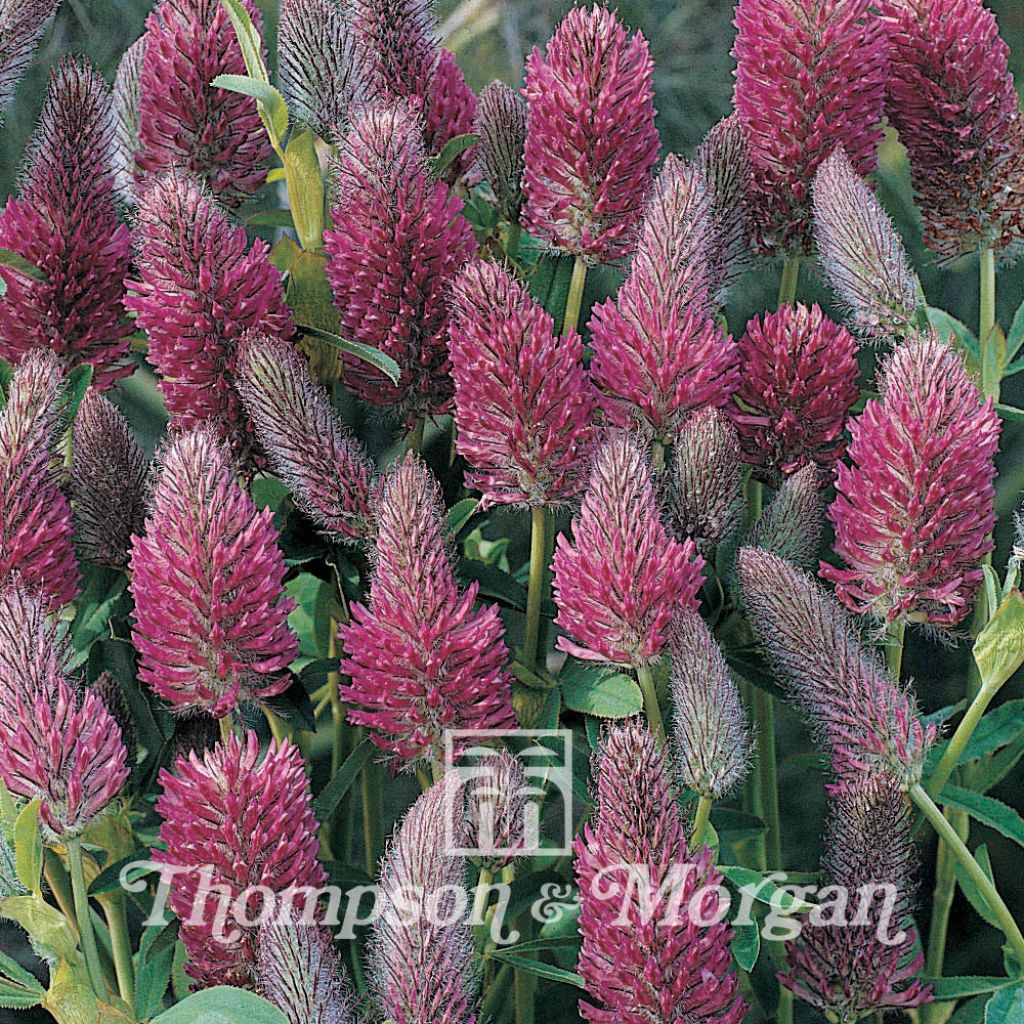 Trifolium rubens (semi) - Trifoglio rosseggiante