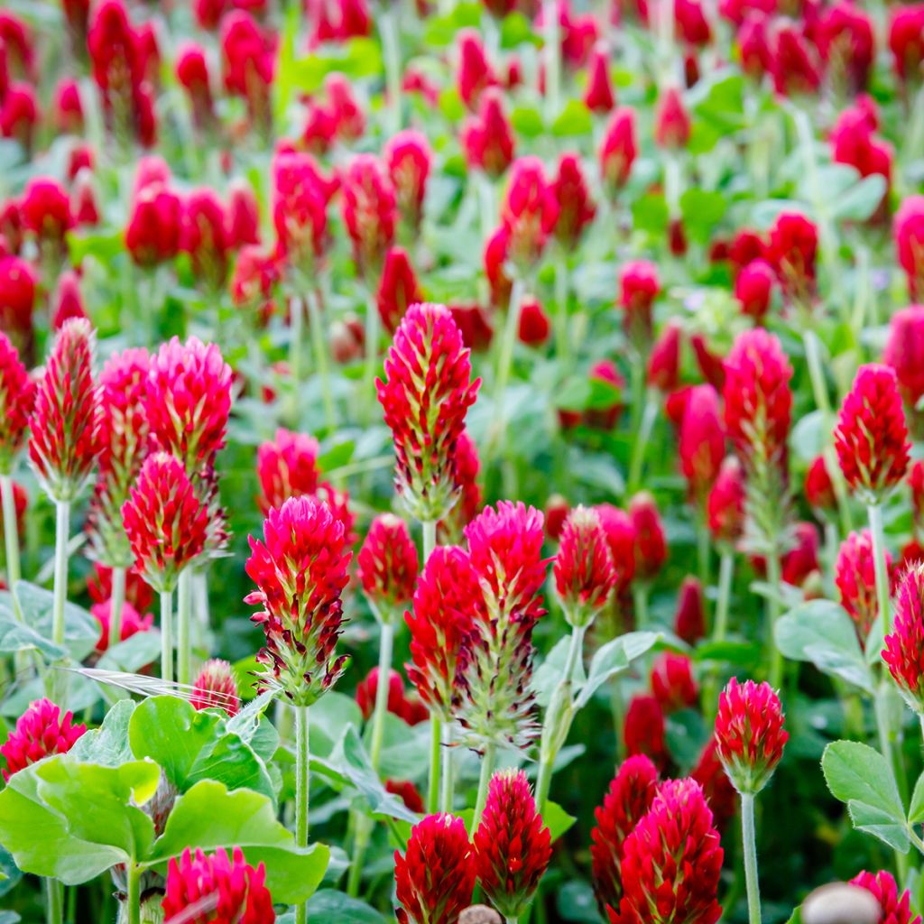 Trifolium incarnatum - Trifoglio incarnato