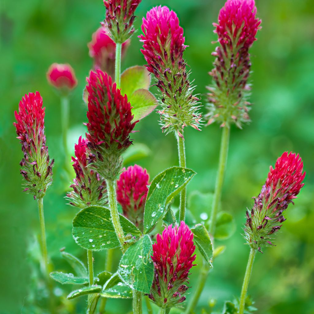 Trifolium incarnatum - Trifoglio incarnato