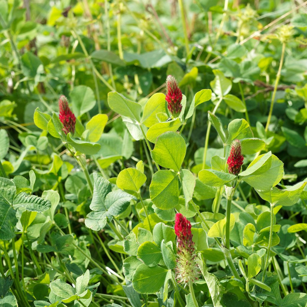 Trifolium incarnatum - Trifoglio incarnato