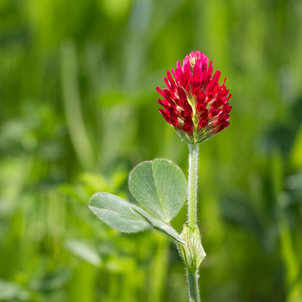 Trifolium incarnatum - Trifoglio incarnato