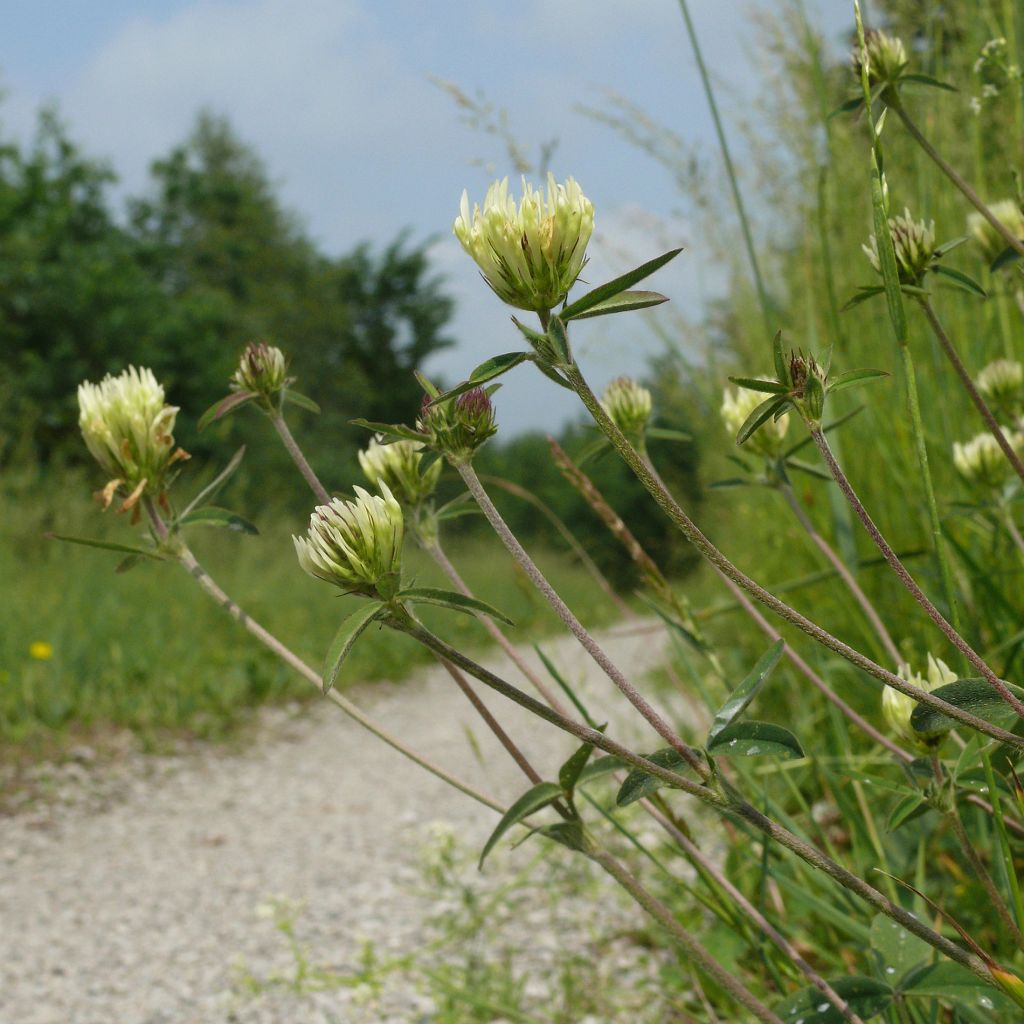 Trifolium ochroleucon - Trèfle beige