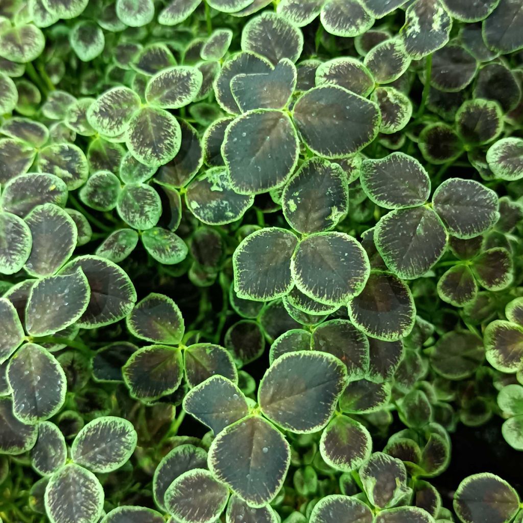 Trifolium repens Dark Debbie - Trifoglio ladino