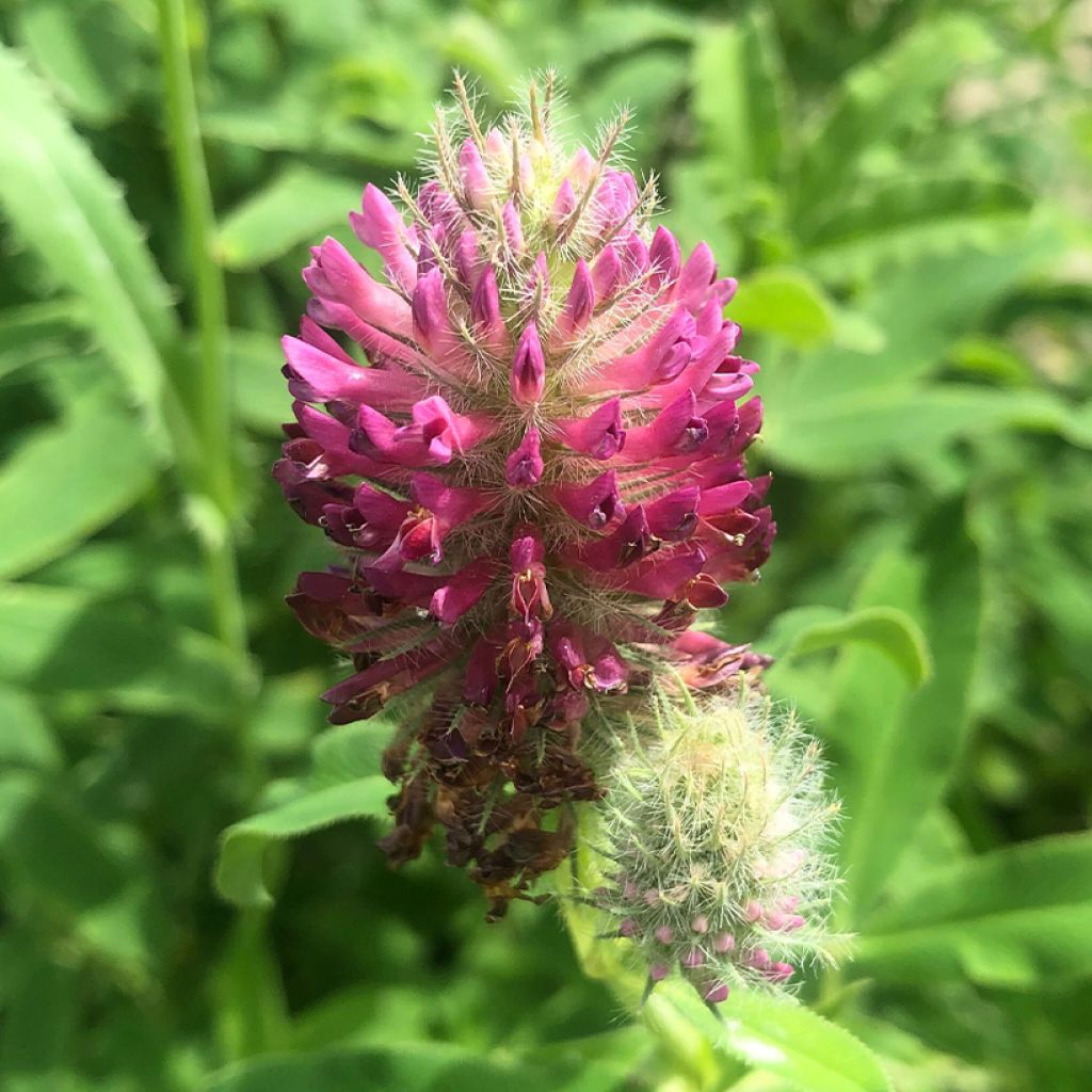 Trifolium rubens - Trèfle pourpré