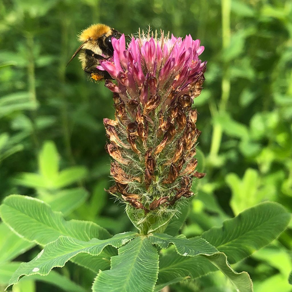 Trifolium rubens - Trèfle pourpré