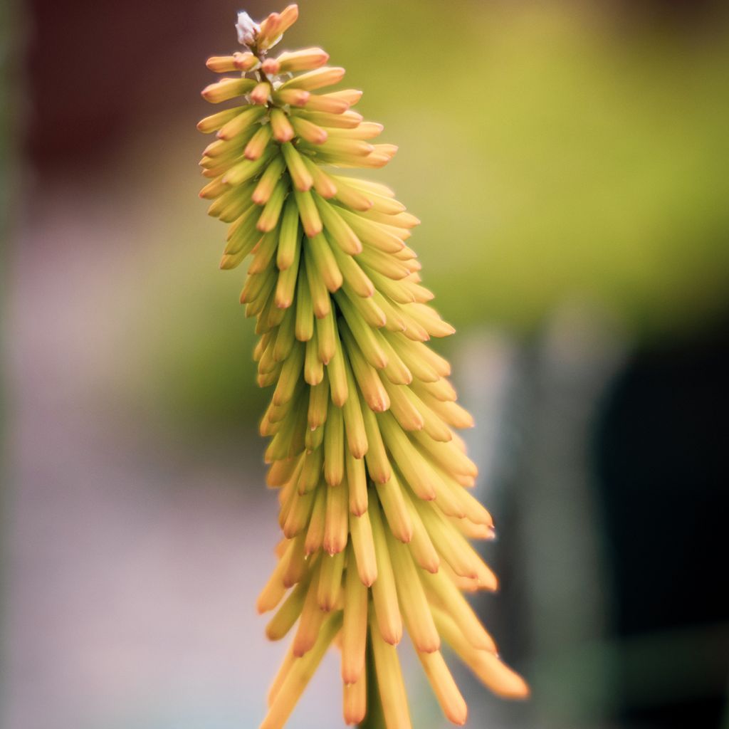 Kniphofia Mango Popsicle - Giglio della torcia