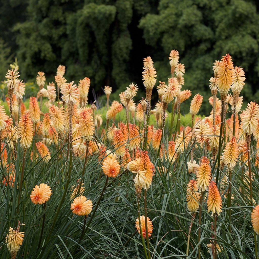 Kniphofia Mango Popsicle - Giglio della torcia