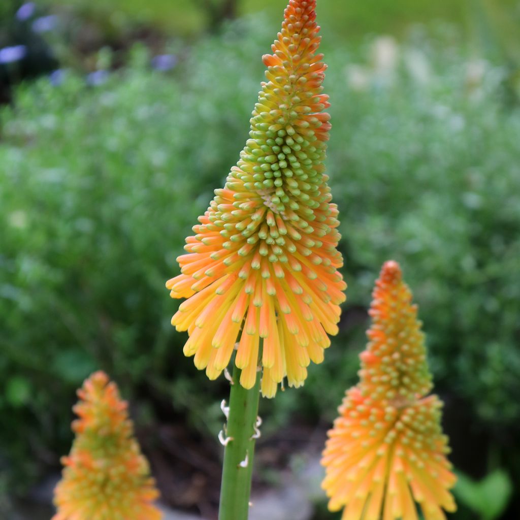 Kniphofia Mango Popsicle - Giglio della torcia