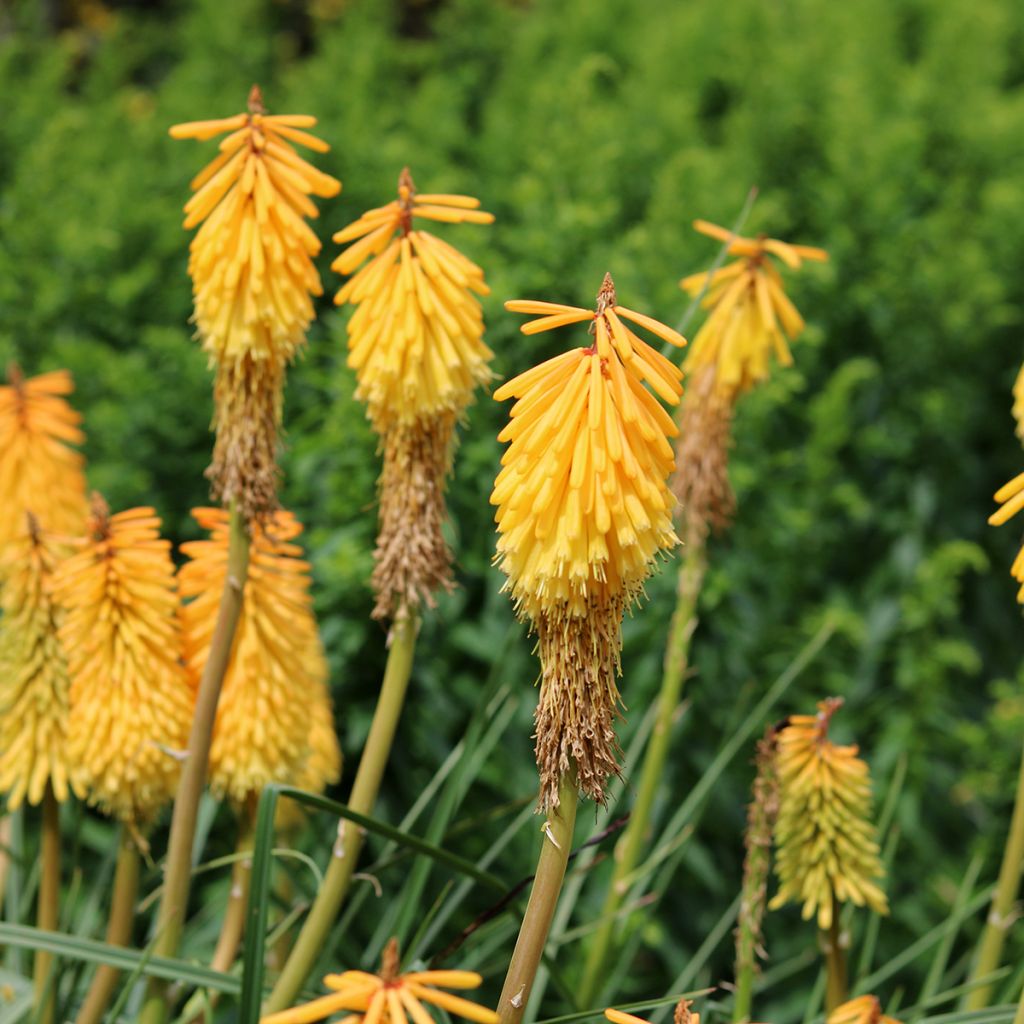 Kniphofia Mango Popsicle - Giglio della torcia