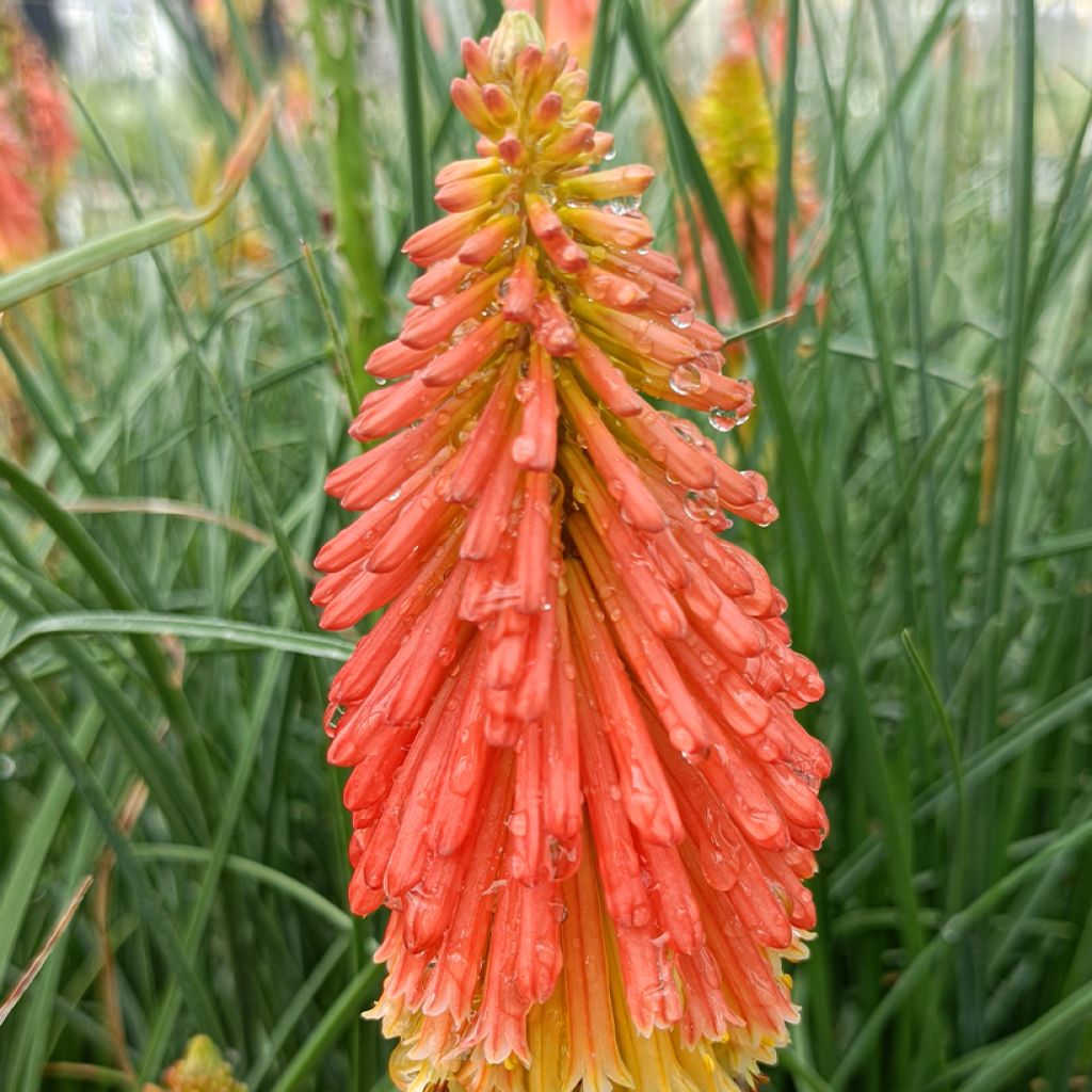 Kniphofia Papaya Popsicle - Giglio della torcia