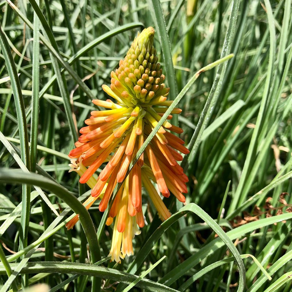 Kniphofia Papaya Popsicle - Giglio della torcia