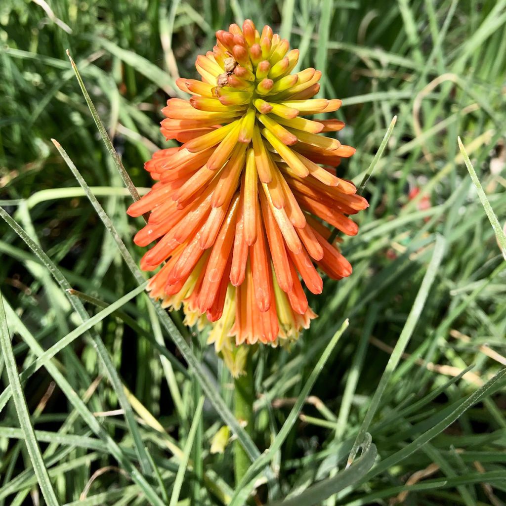 Kniphofia Papaya Popsicle - Giglio della torcia