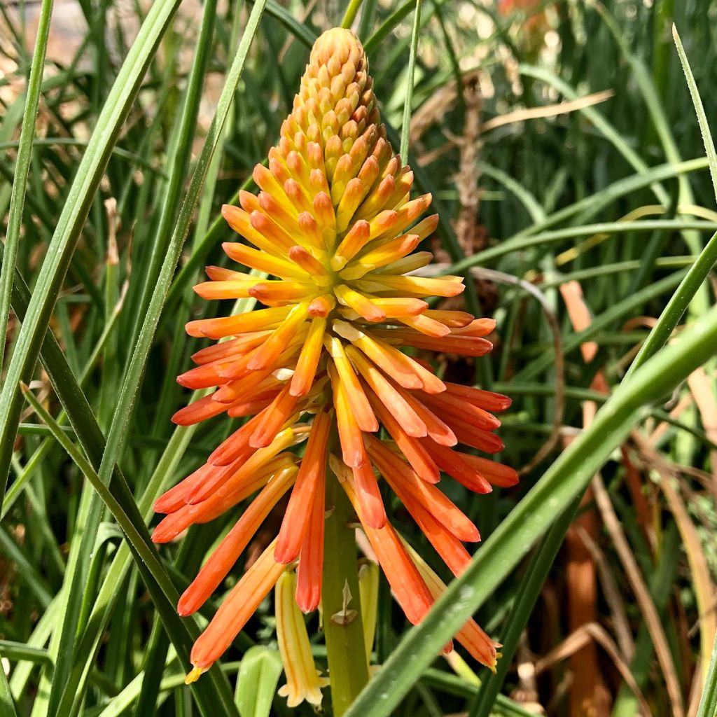 Kniphofia Papaya Popsicle - Giglio della torcia