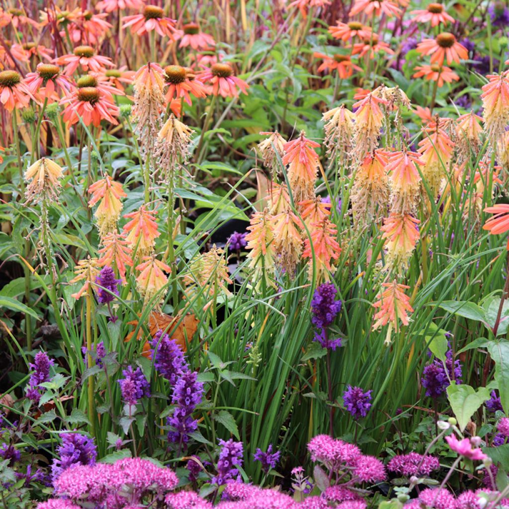 Kniphofia Papaya Popsicle - Giglio della torcia