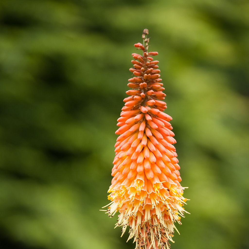 Kniphofia Royal Standard - Giglio della torcia