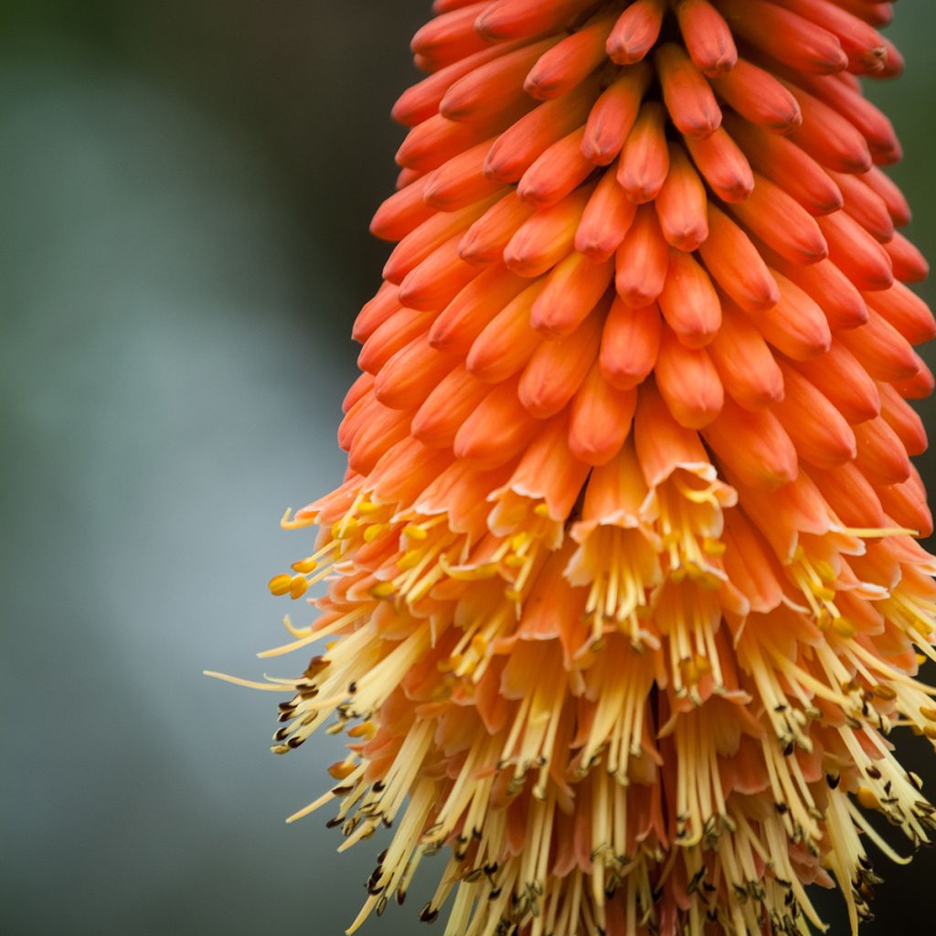 Kniphofia Royal Standard - Giglio della torcia