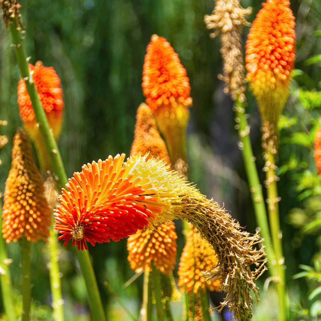 Kniphofia Royal Standard - Giglio della torcia