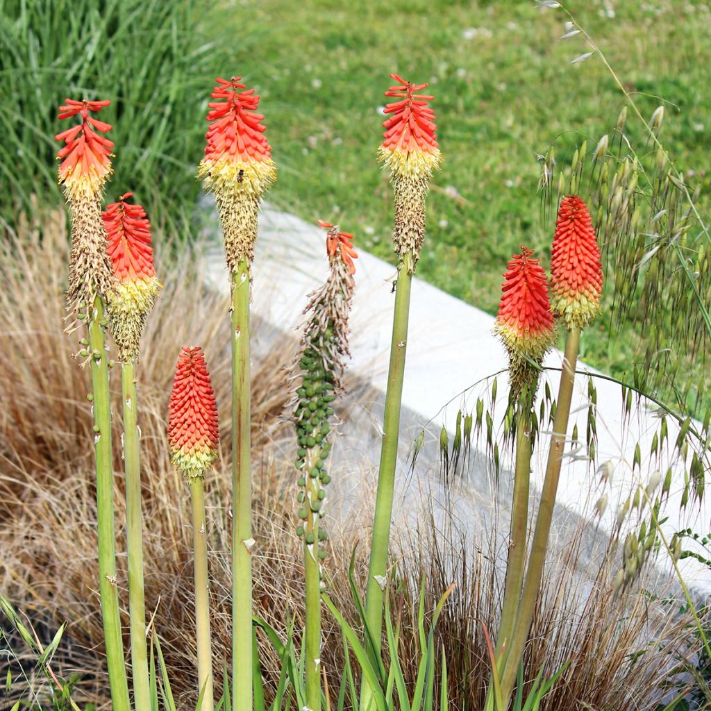 Tritoma - Kniphofia hybride Traffic Lights