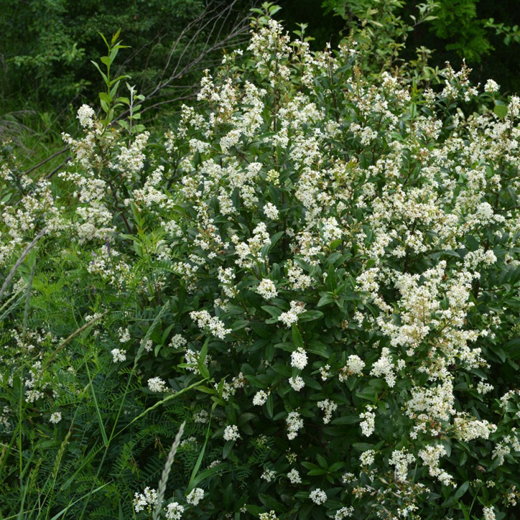 Troène commun - Ligustrum vulgare 