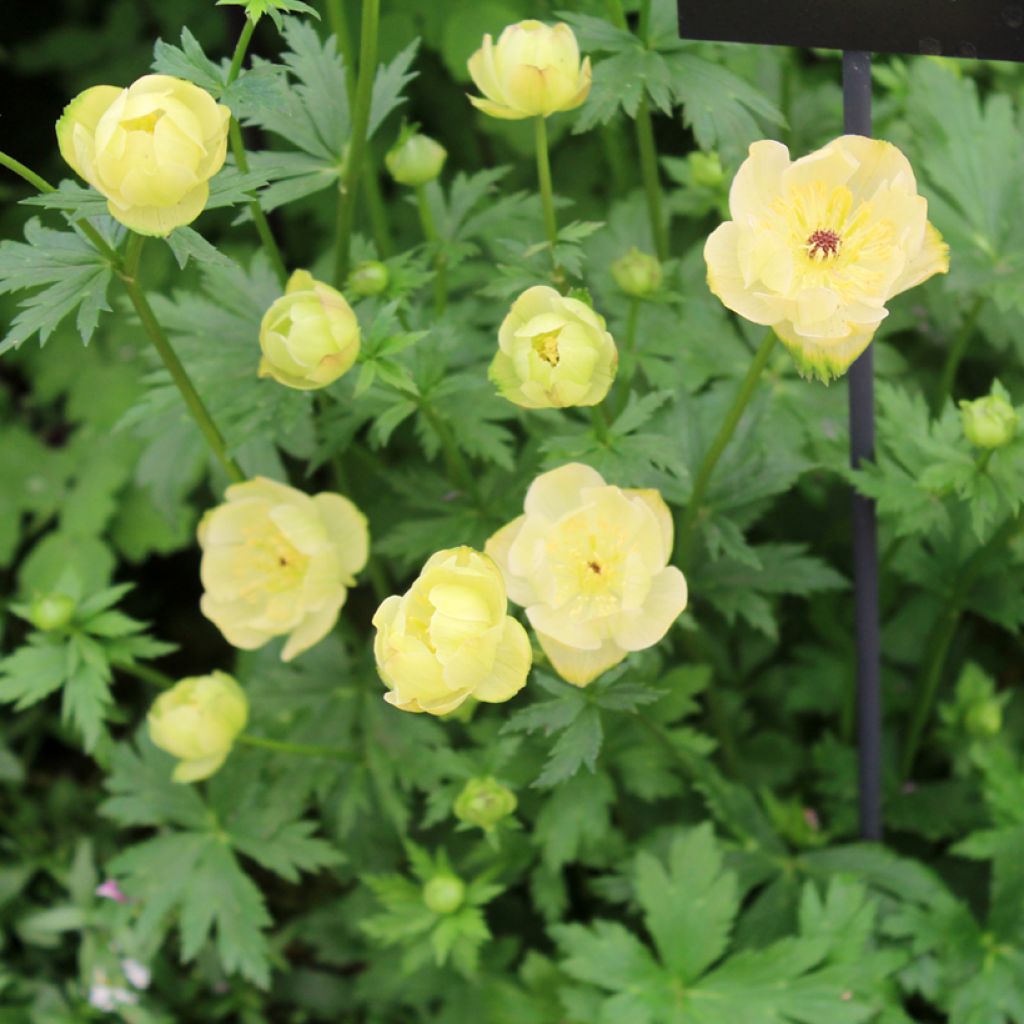 Trollius Cheddar