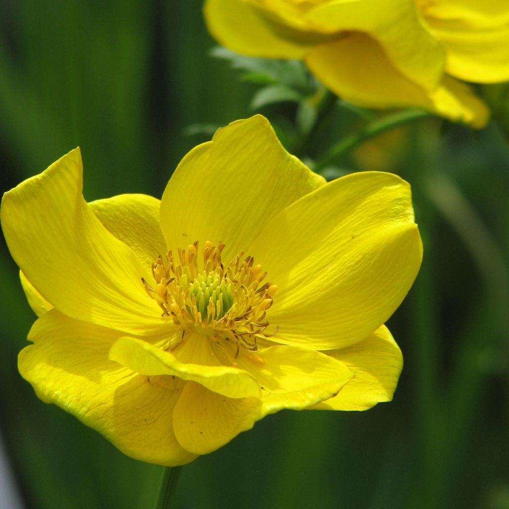 Trollius stenopetalus