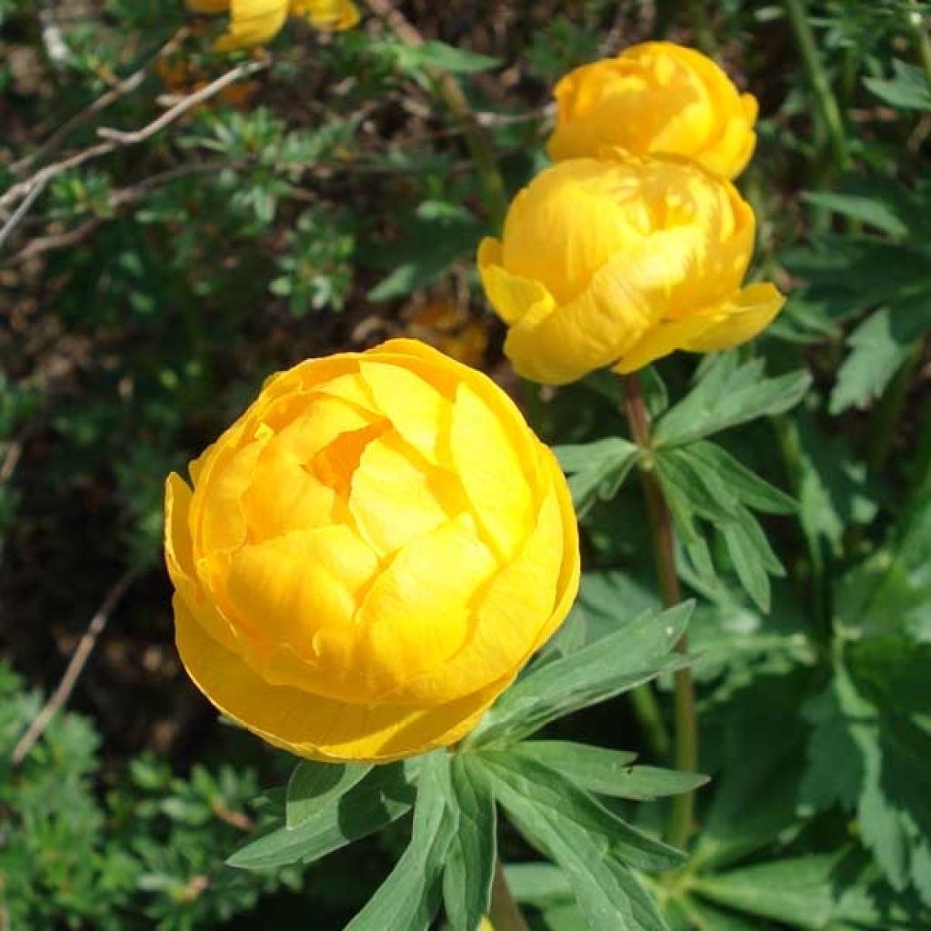 Trolle des montagnes - Trollius europaeus