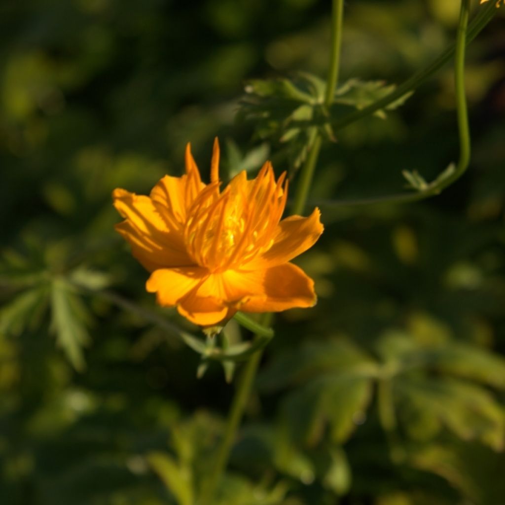 Trollius chinensis Golden Queen