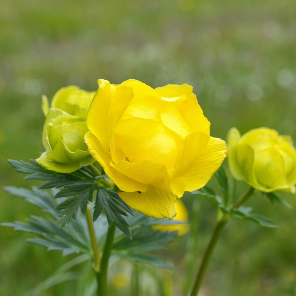 Trollius europaeus - Botton d'oro