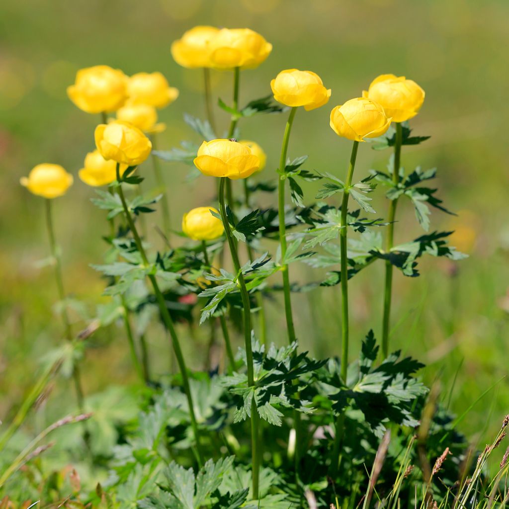 Trollius europaeus - Botton d'oro