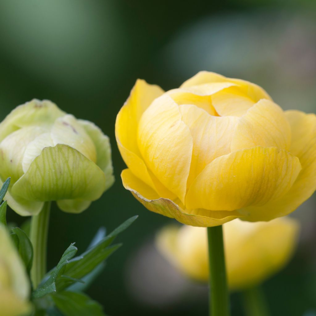 Trollius europaeus - Botton d'oro