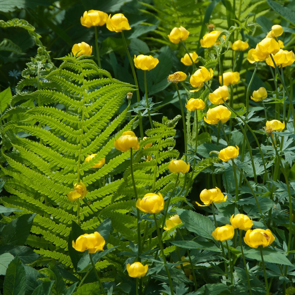 Trollius europaeus - Botton d'oro