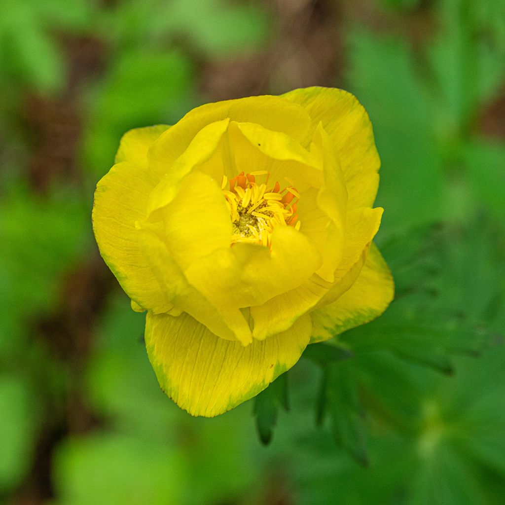 Trollius europaeus - Botton d'oro