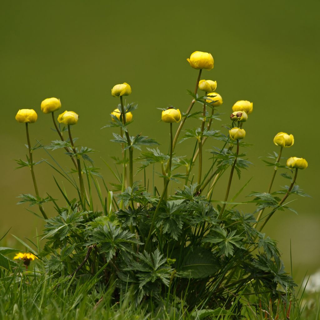 Trollius europaeus - Botton d'oro