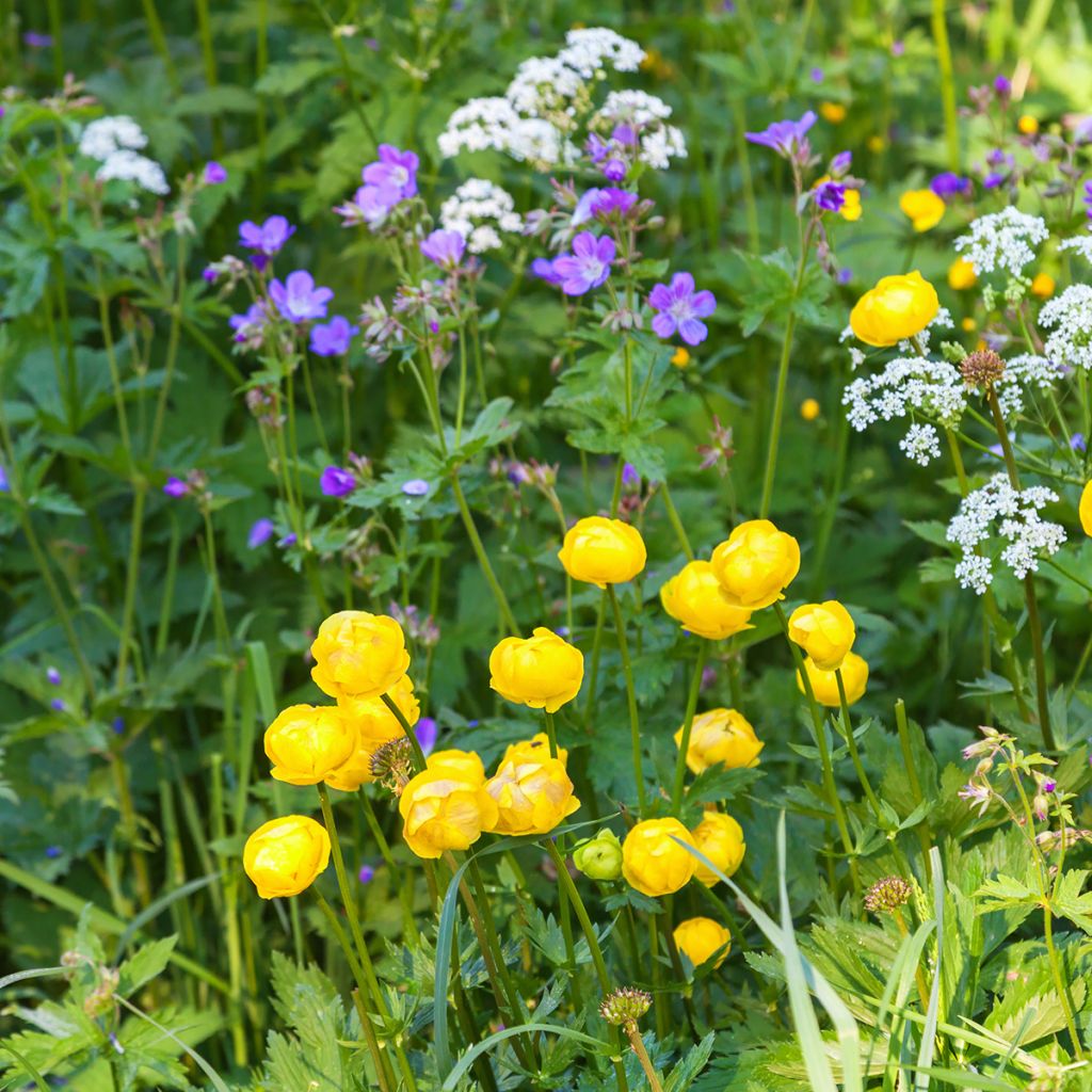 Trollius europaeus - Botton d'oro