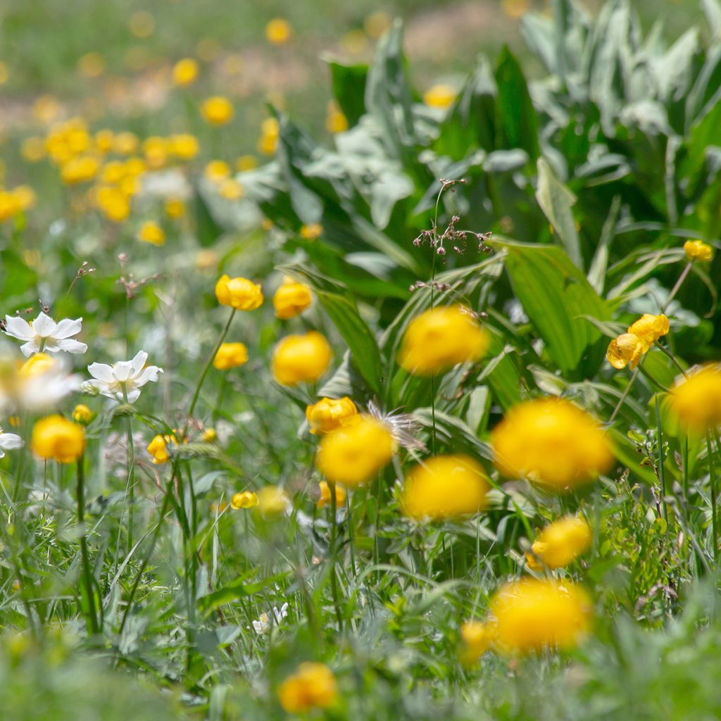 Trollius europaeus - Botton d'oro