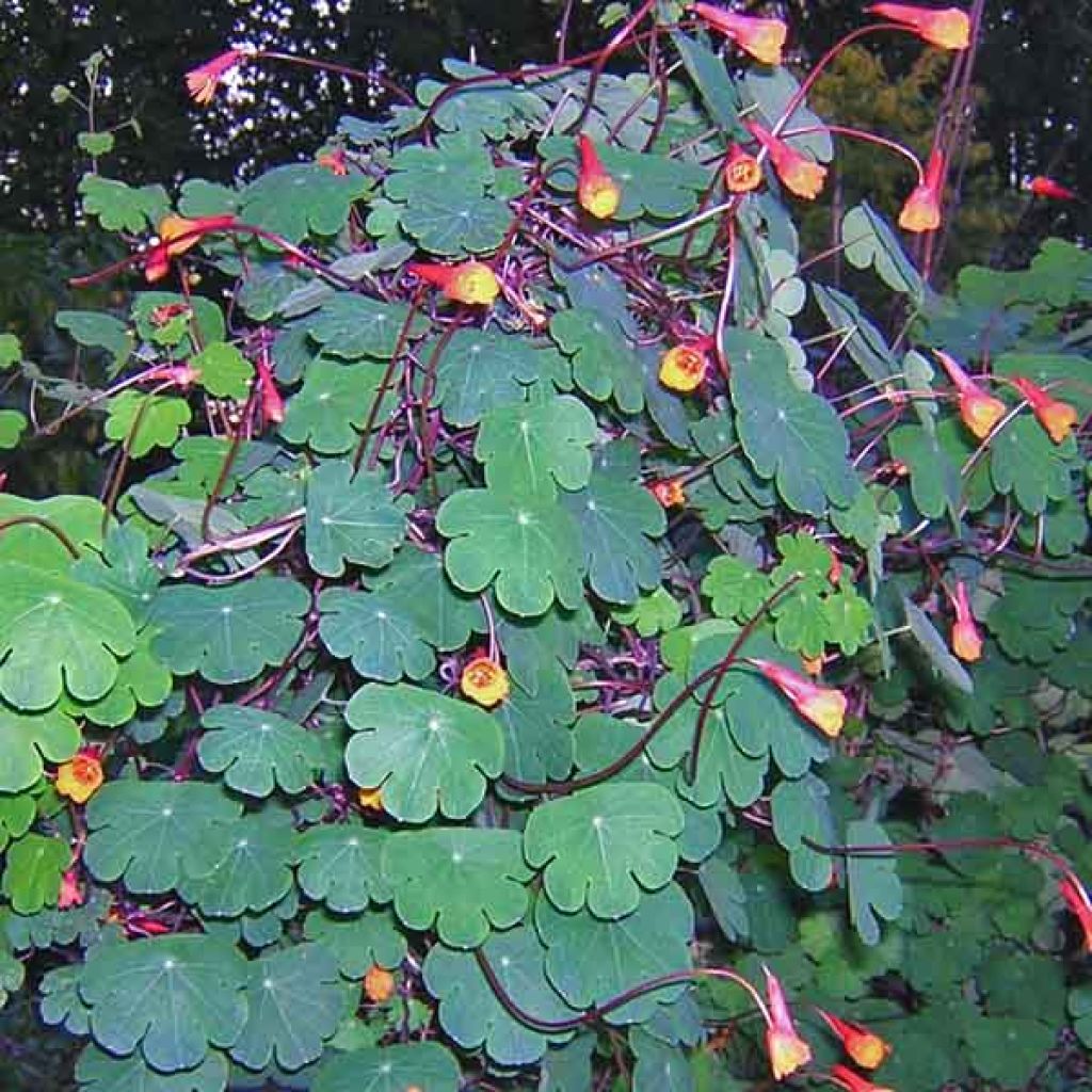 Capucine vivace - Tropaeolum tuberosum