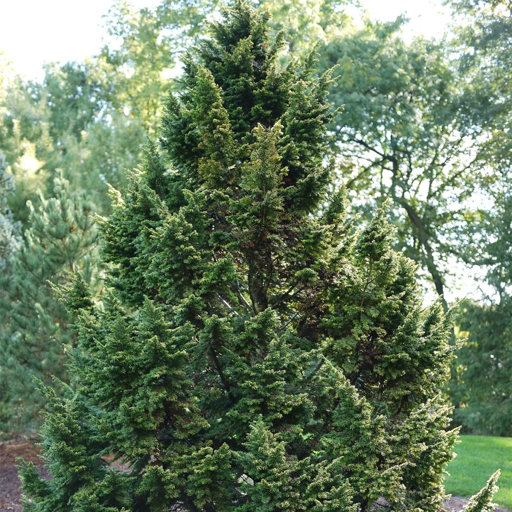 Tsuga canadensis