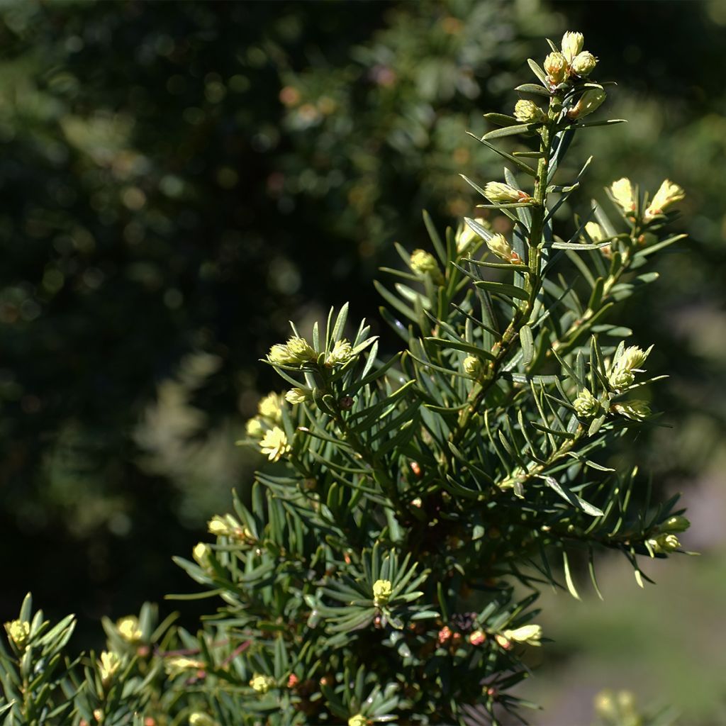 Tsuga canadensis