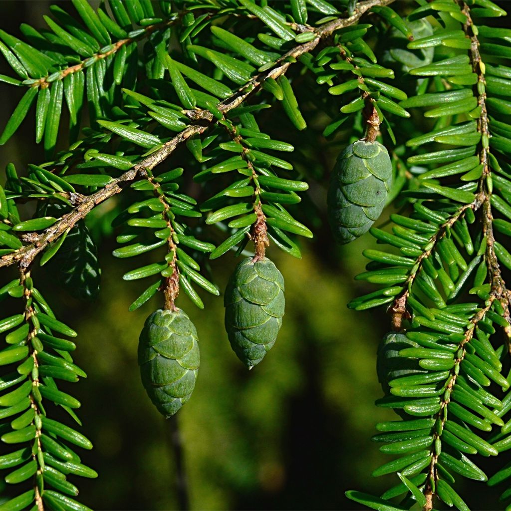 Tsuga canadensis