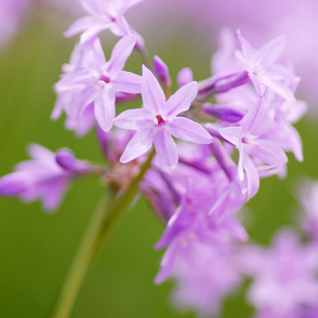 Tulbaghia violacea Dark Star