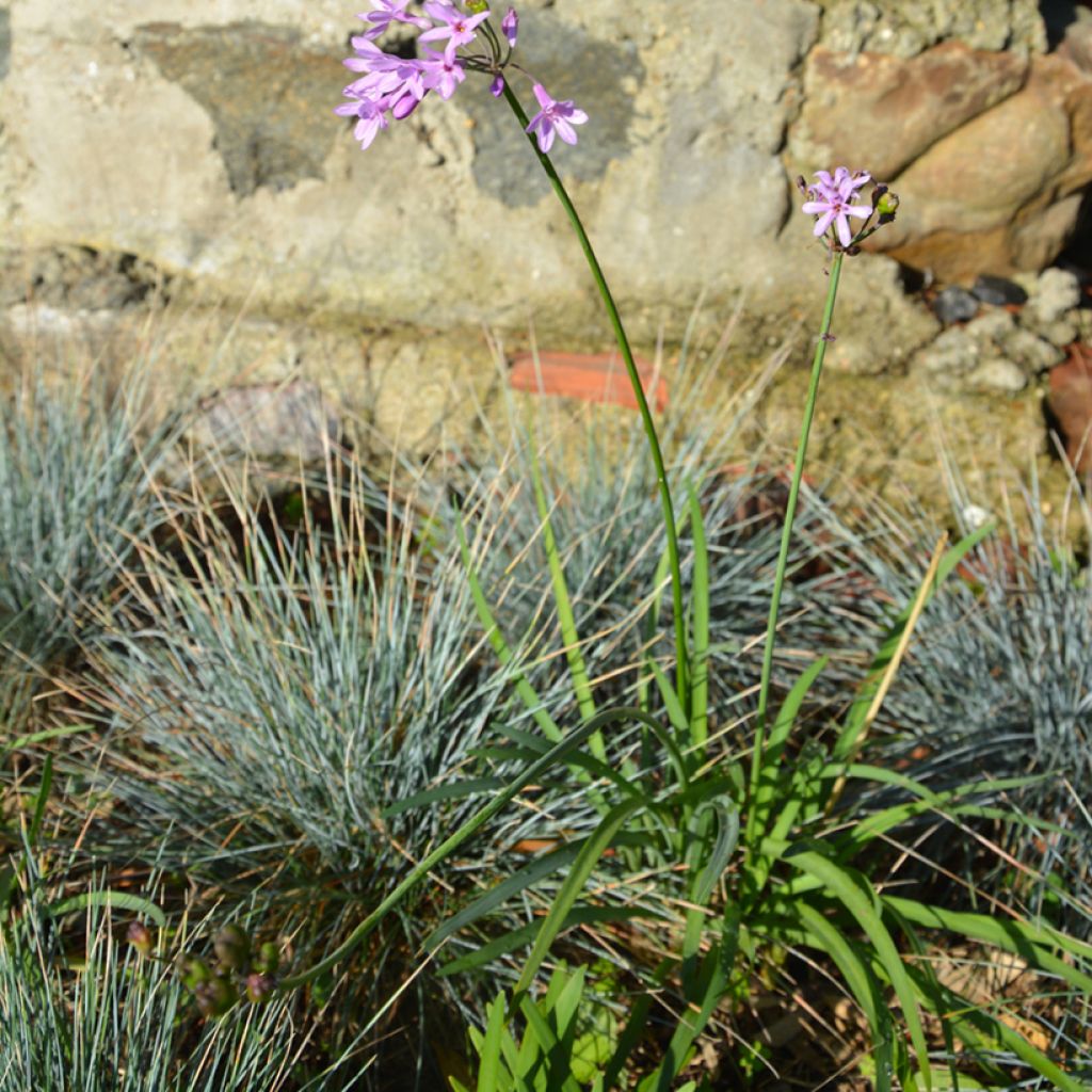 Tulbaghia violacea Dark Star