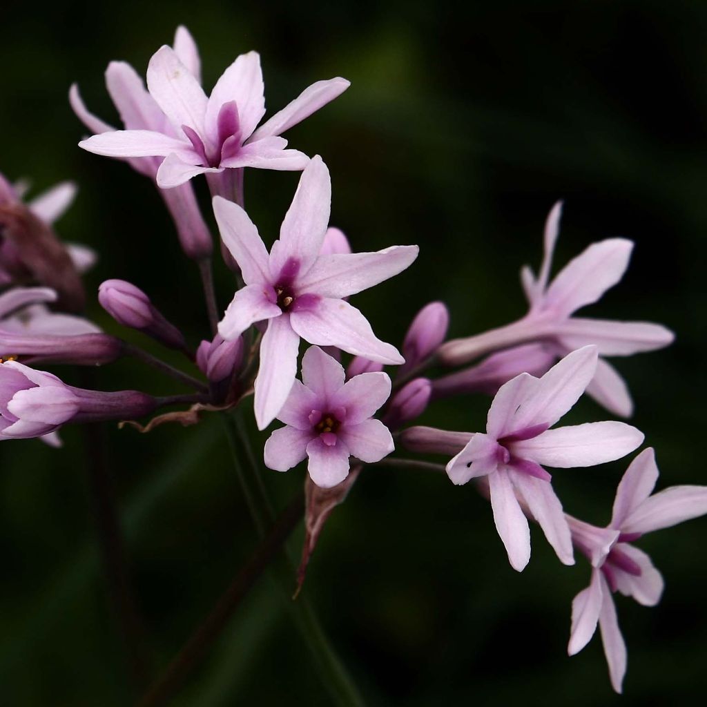 Tulbaghia violacea Purple Eye