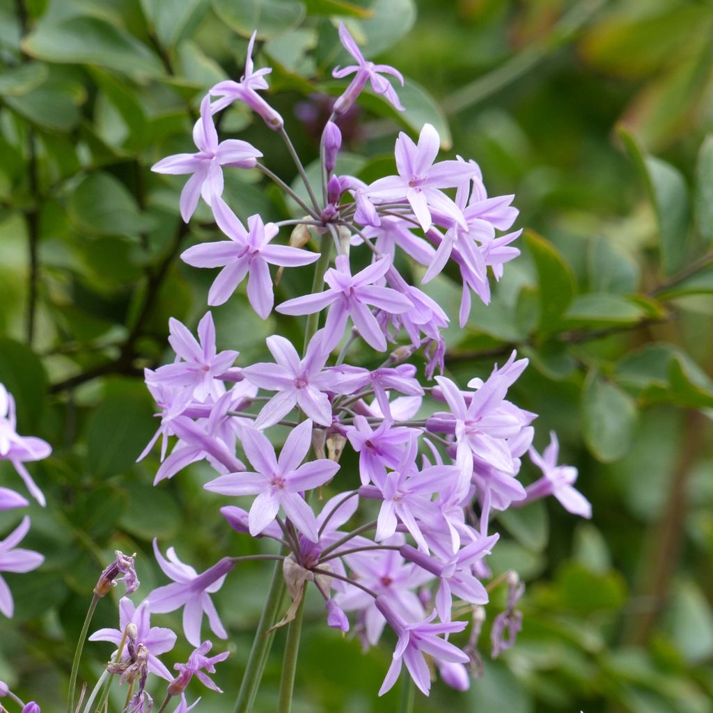 Tulbaghia violacea