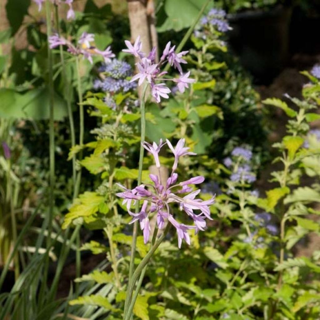 Tulbaghia violacea Silver Lace