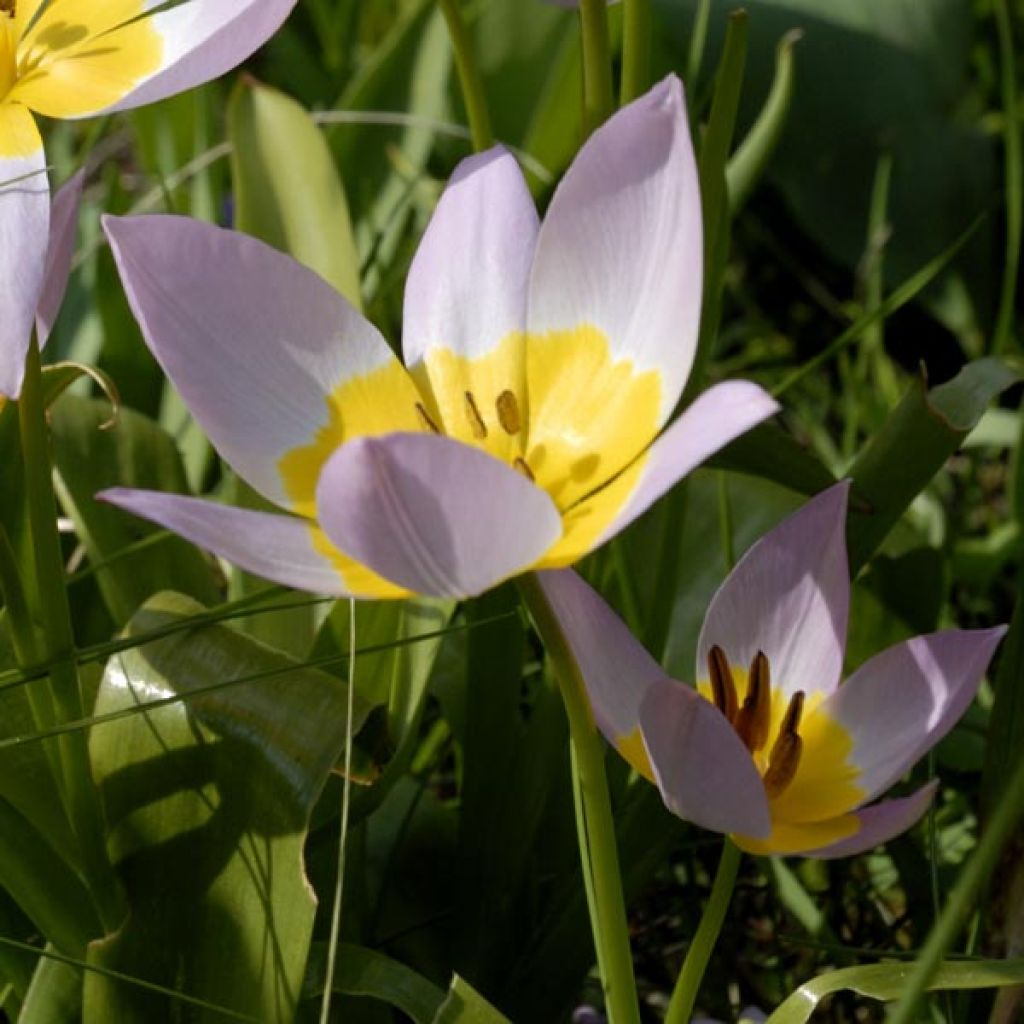 Tulipano saxatilis - Tulipano botanico