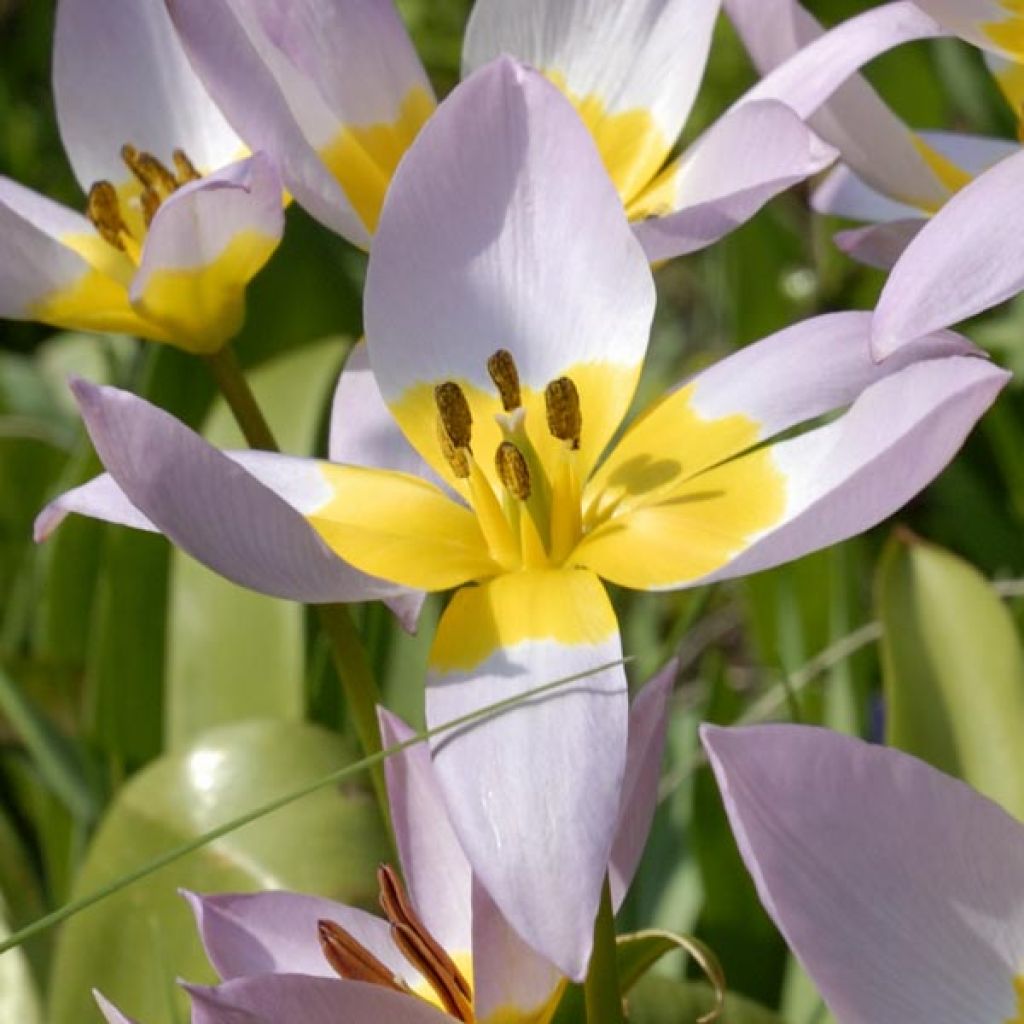 Tulipano saxatilis - Tulipano botanico