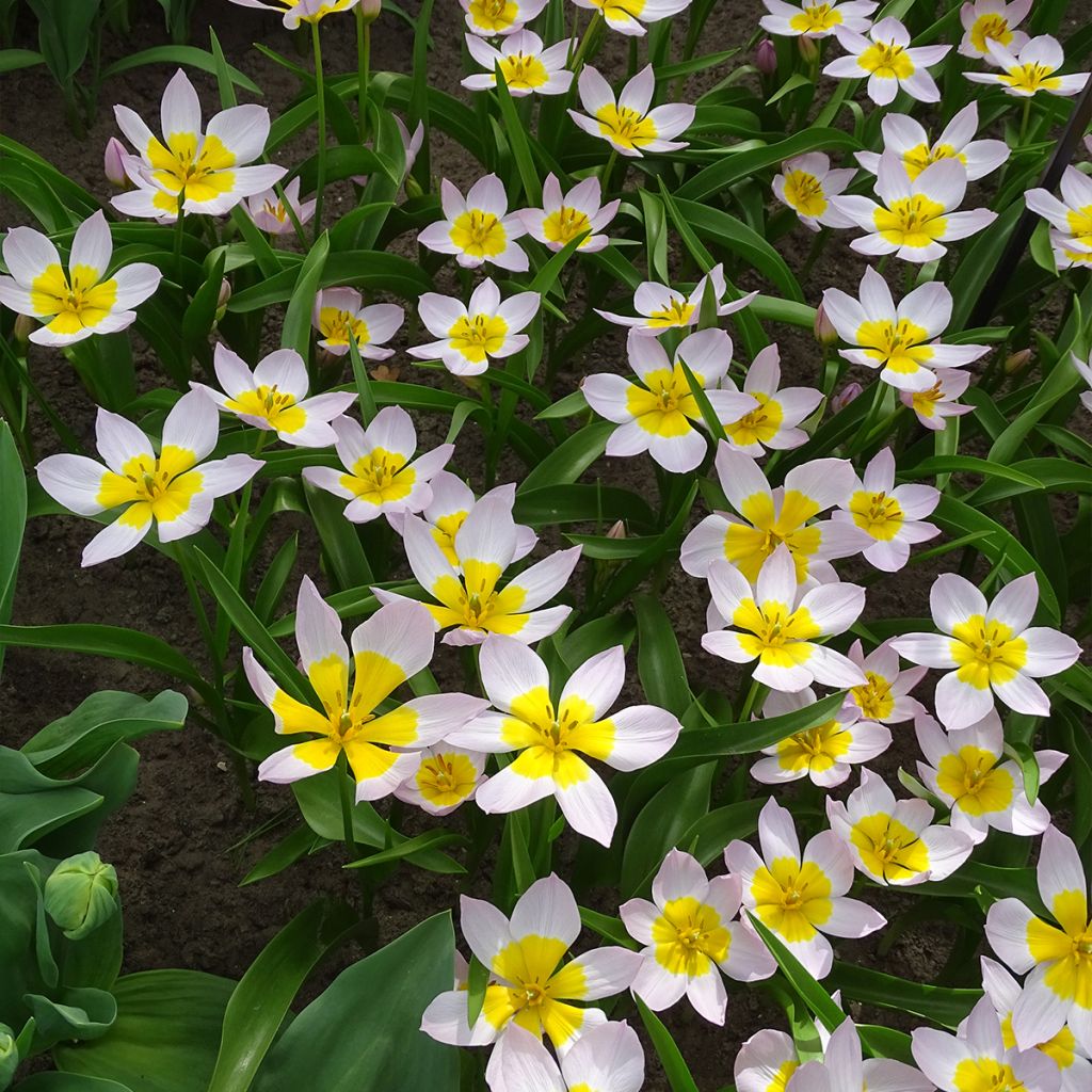 Tulipano bakeri Lilac Wonder - Tulipano botanico